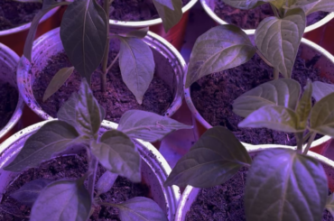 Lurking in my pepper tent