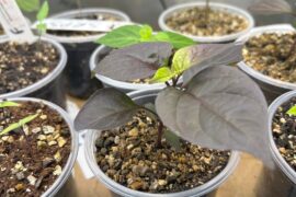 Up pot day for a couple of my little ones!