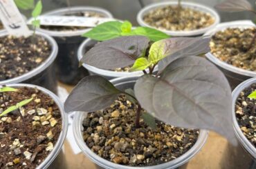 Up pot day for a couple of my little ones!