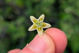 Capsicum recurvatum Red Flower Variant