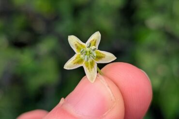 Capsicum recurvatum Red Flower Variant