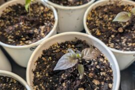 Its gonna be 70 degrees in Portland this weekend!