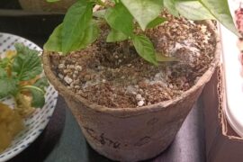 So excited for me chile plant.