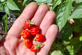 First pods this year, 2026