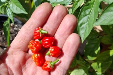 First pods this year, 2026