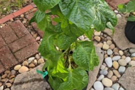 Plants to start the hardening process