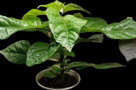 7-Pot Primo, started Feb 14.