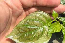 What’s happening to this habanero?