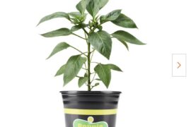 I bought a long cayenne pepper