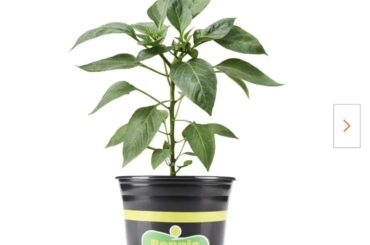 I bought a long cayenne pepper