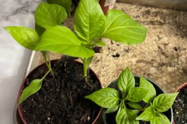 When to harden off vs split pepper seedlings