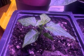 What causes wavy leaves?