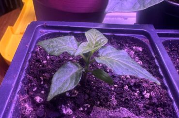 What causes wavy leaves?