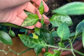 My 2 year old jalapeno started variegation!!!