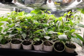 AHHHH I'M RUNNING OUT OF SPACE AHHHHH