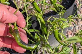 Help identifying this pepper