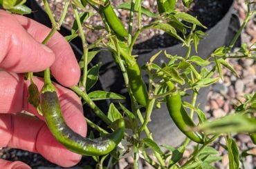 Help identifying this pepper