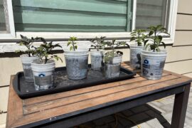 Time to transfer to 5 gallon buckets?