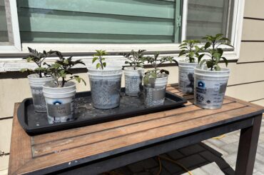 Time to transfer to 5 gallon buckets?