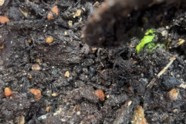 Anyone know what these are and how I can get rid of them?