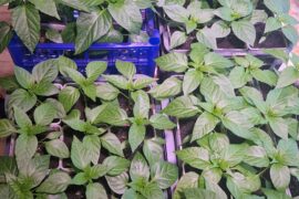 Indoor pepper seedlings getting ready for the season