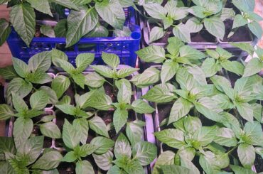 Indoor pepper seedlings getting ready for the season