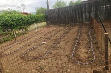 Pepper garden