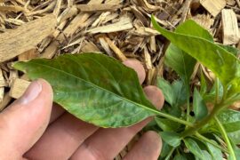 Over or under watering?