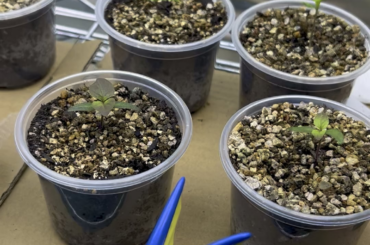 Finally old enough for pets.