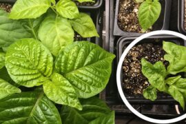 Why do the leaves look like this?