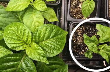 Why do the leaves look like this?