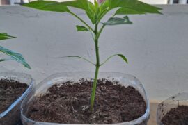 To top or not to top. That is the question.