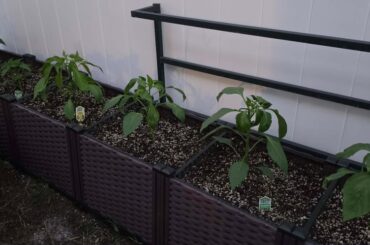 First time pepper growing newbie looking for feedback, please