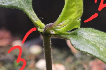 Carolina reaper seedling issues