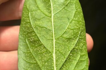 What’s under my leaf?