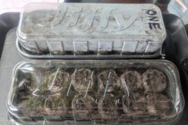 I know I'm really late, but here's what I got started today...