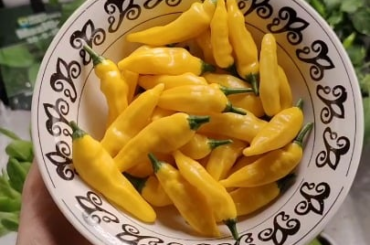 Finally got a big harvest from my indoor aji pineapple. About 7 months since the seed sprouted