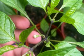 Leave or remove flowers?