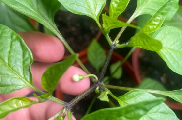 Leave or remove flowers?