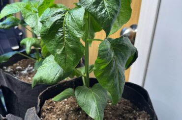 Leaves pointed down??