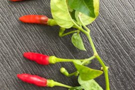 Found these In Singapore