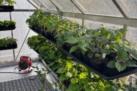 Greenhouse is looking good