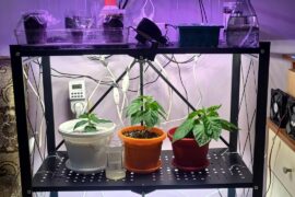 Fresh repots and away for a week