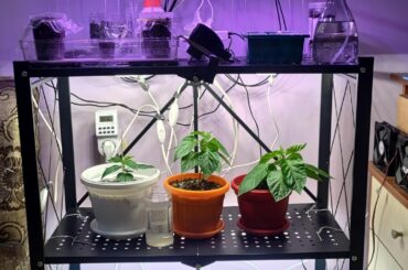Fresh repots and away for a week