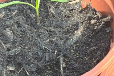 Are these harmless algae?