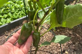 Got some jalapenos and habaneros almost ready to pick. Anybody got a good recipe for these?