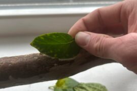 Quick diagnosis/help please yellow spotting on leaf edge