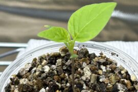 Shocked that this SRPS is still with us.