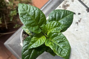 Any Western NC people want Carolina Reaper plants