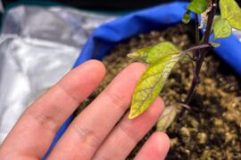 Post mortem on my first grow?